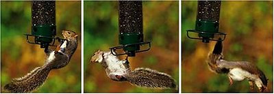Droll Yankees Yankee Flipper Motorized Bird Feeder