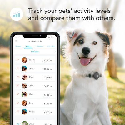 Findster Duo+ Dog & Cat GPS Tracker & Activity Monitor