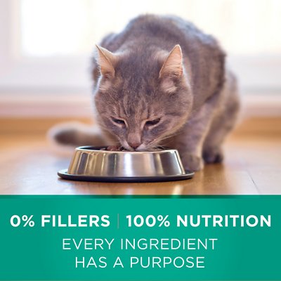 Purina ONE Sensitive Skin & Stomach Dry Cat Food
