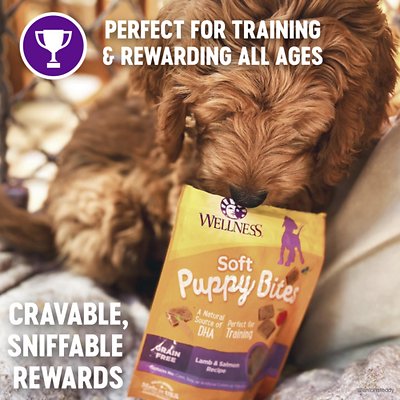Wellness Cat Food