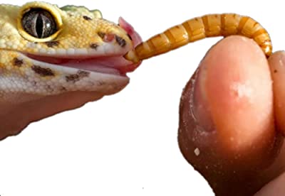 Predator Foods Bulk Live Mealworms