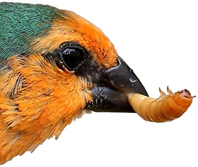 Predator Foods Bulk Live Mealworms