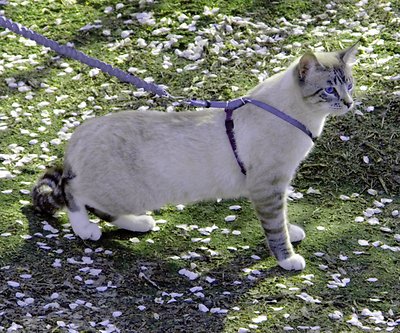PetSafe Come With Me Kitty Nylon Cat Harness & Bungee Leash