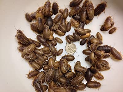 Dubia Roaches 100 Large