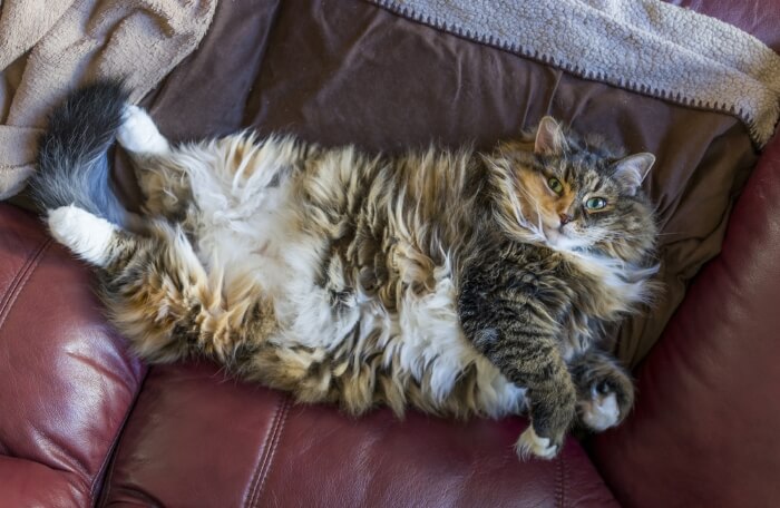 Best Weight Loss Cat Foods For Overweight Cats (1)