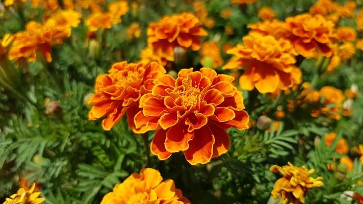 can-you-eat-marigolds-prohealth-dried-flowers-marigold-flower