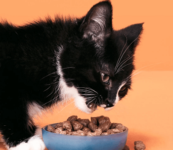 Smalls Freeze-Dried Raw Turkey Cat Food
