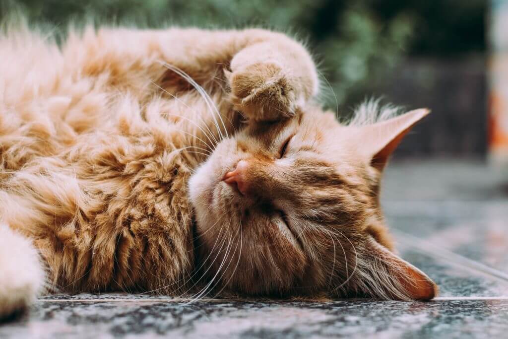 Cat Names