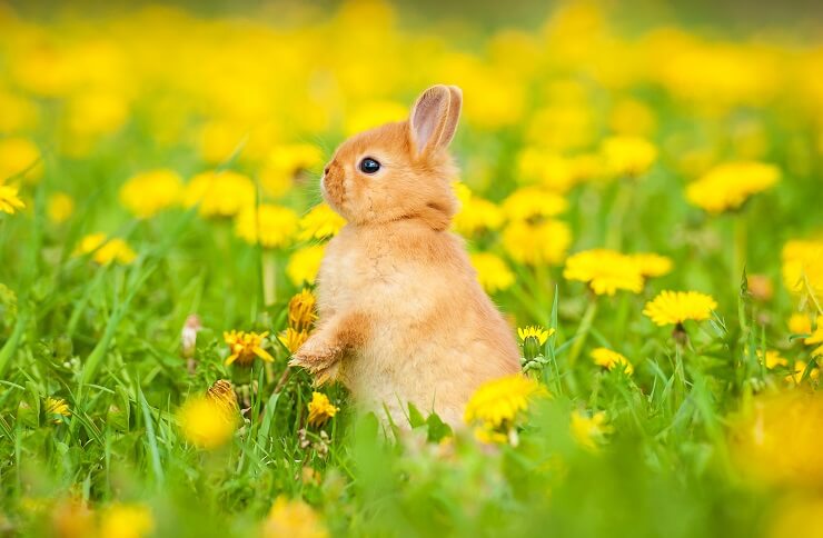 Can Rabbits Eat Dandelion? - We're All About Pets