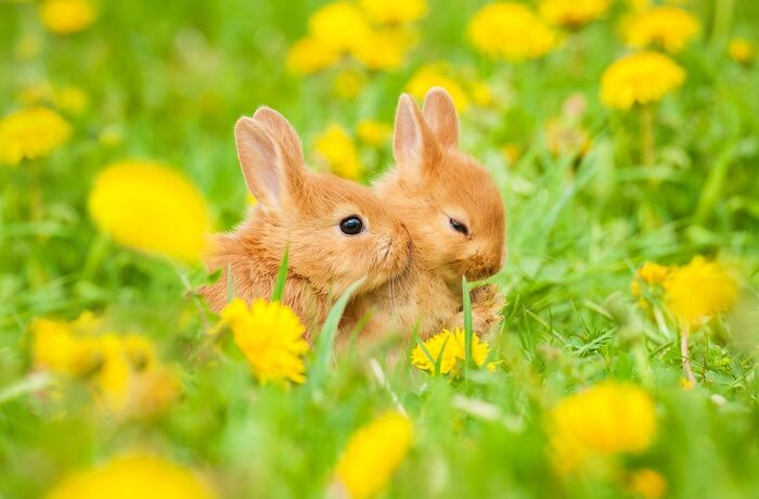 can-rabbits-eat-dandelion-we-re-all-about-pets