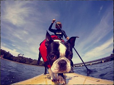 EzyDog Doggy Flotation Device Life Jacket