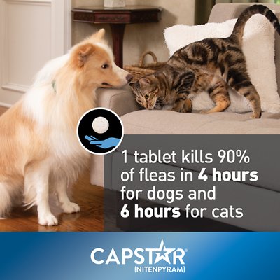 Capstar Flea Oral Treatment For Cats