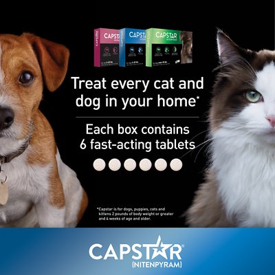 Capstar Flea Oral Treatment For Cats