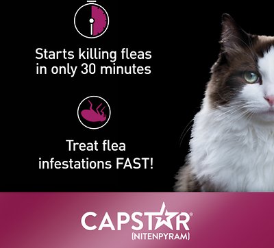 Capstar Flea Oral Treatment For Cats
