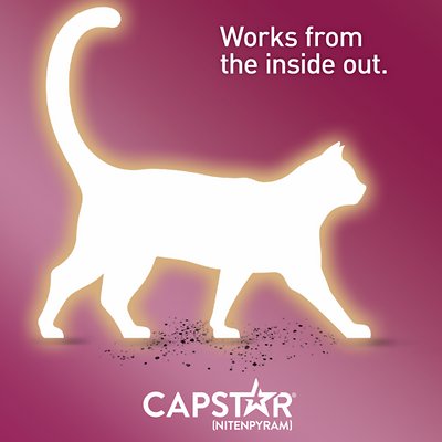 Capstar Flea Oral Treatment For Cats