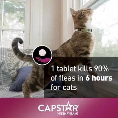 Capstar Flea Oral Treatment For Cats