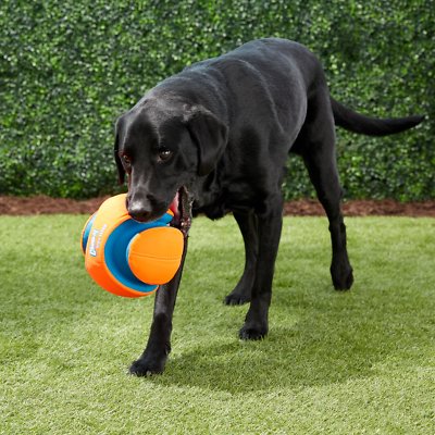 Chuckit! Kick Fetch Ball Dog Toy