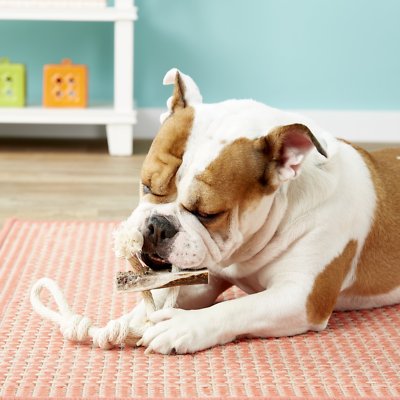 KONG Wild Elk Antler Dog Toy