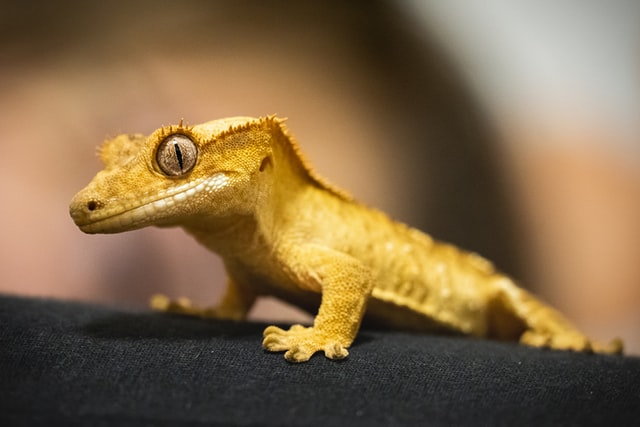 Crested gecko