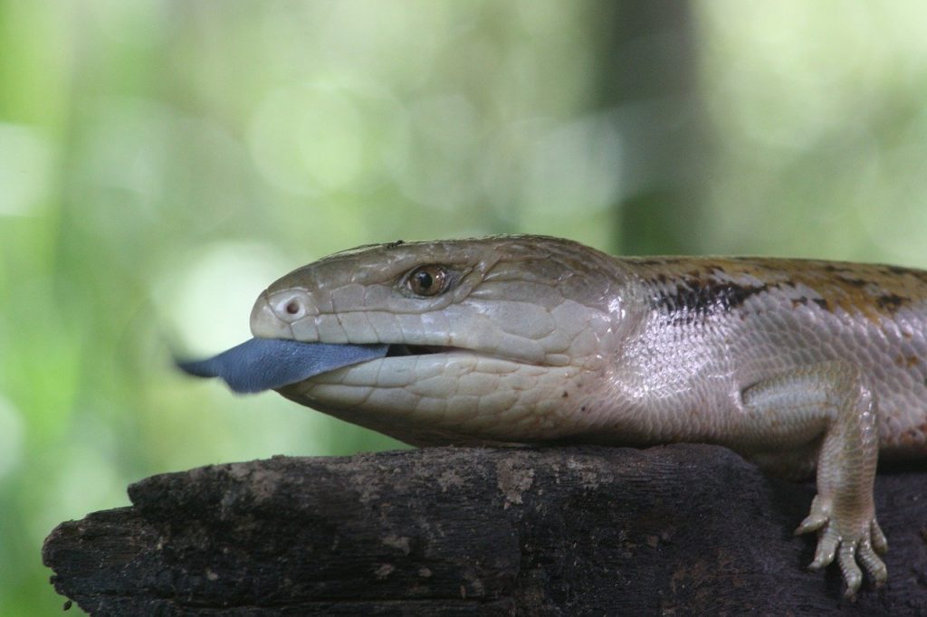 Blue tongued skink