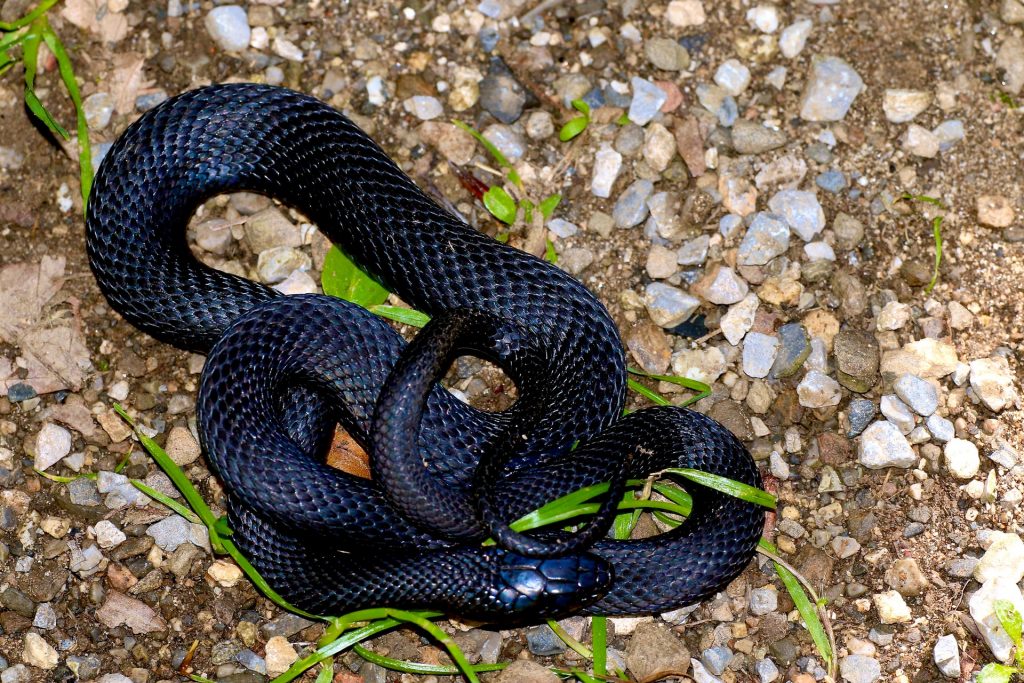 Mexican Black Kingsnake