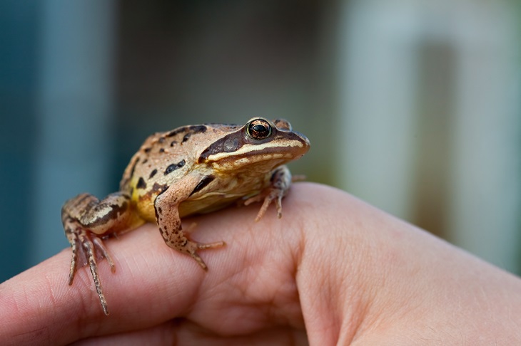 How to Take Care of a Pet Frog - We're All About Pets