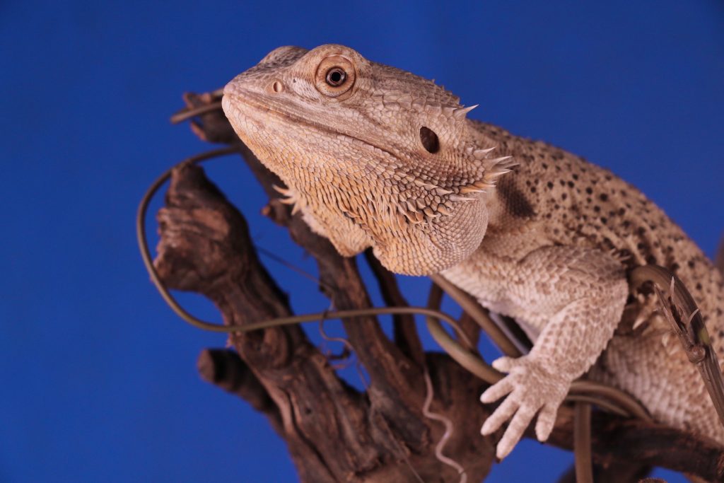 bearded dragon