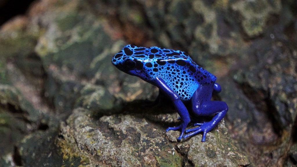 poison dart frog