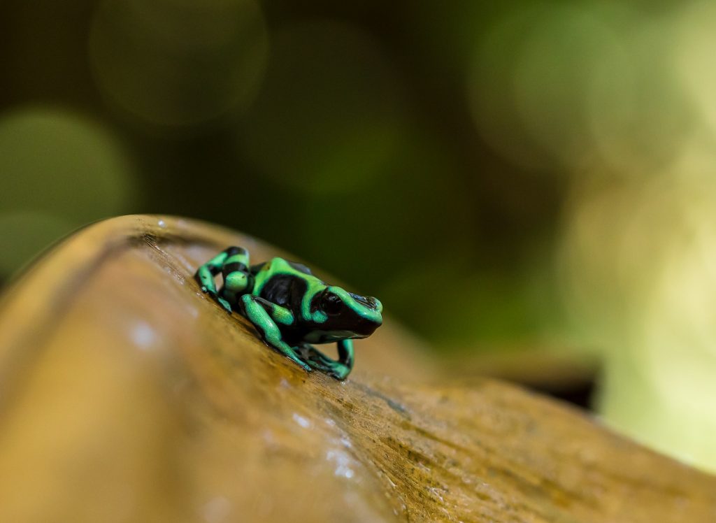 dart frog