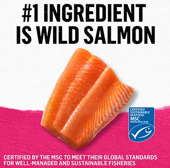 Purina Beyond Grain-Free Wild Salmon Pate Recipe Canned Cat Food