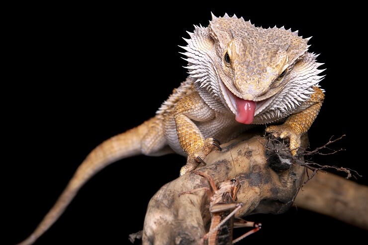10 Most Common Bearded Dragon Behaviors We re All About Pets