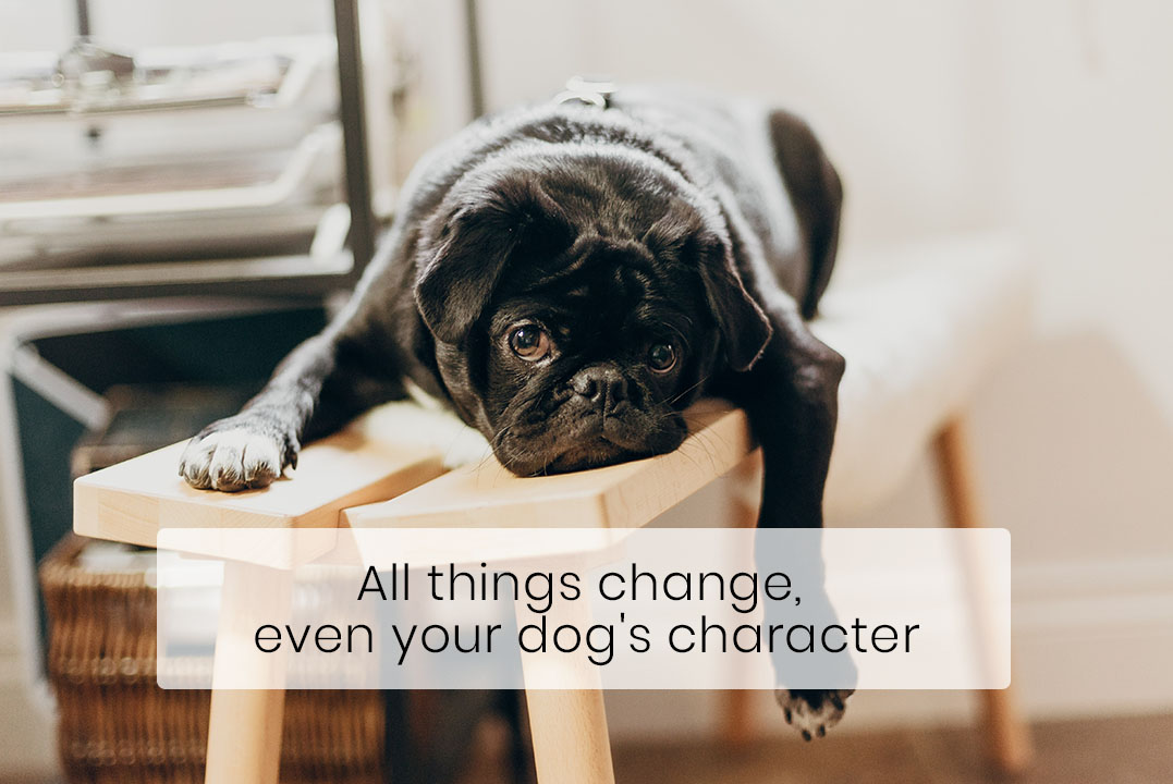 Your Dog’s Personality Can Change with Time