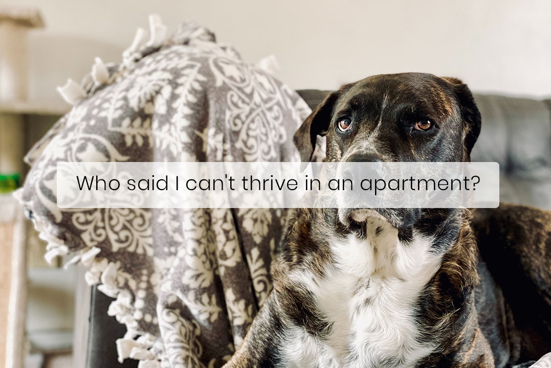 Large Dogs Also Make Great Apartment Dogs
