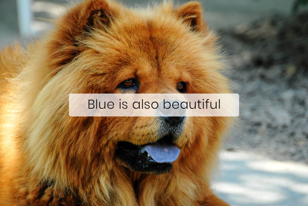 Chows and Shar-Pei Have Blue Tongues