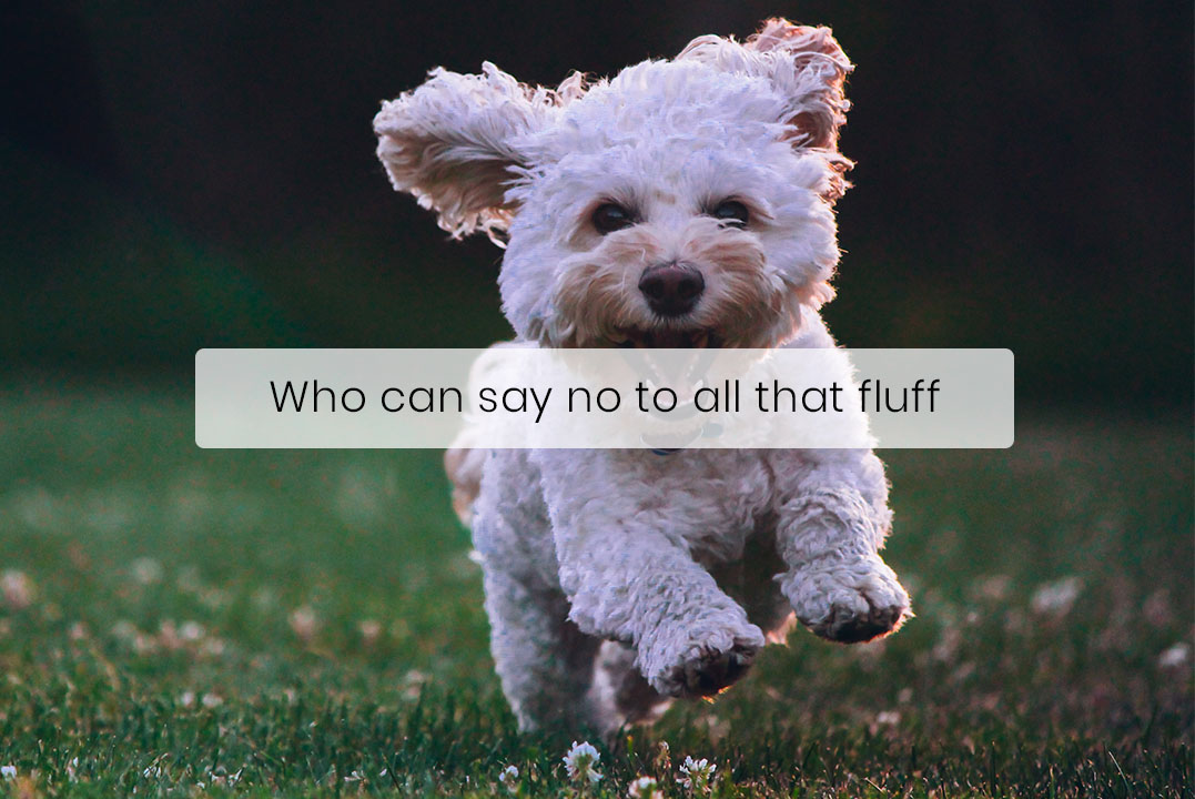 You Don’t Have To Sacrifice Fluffy Cuteness to Get a Hypoallergenic Dog