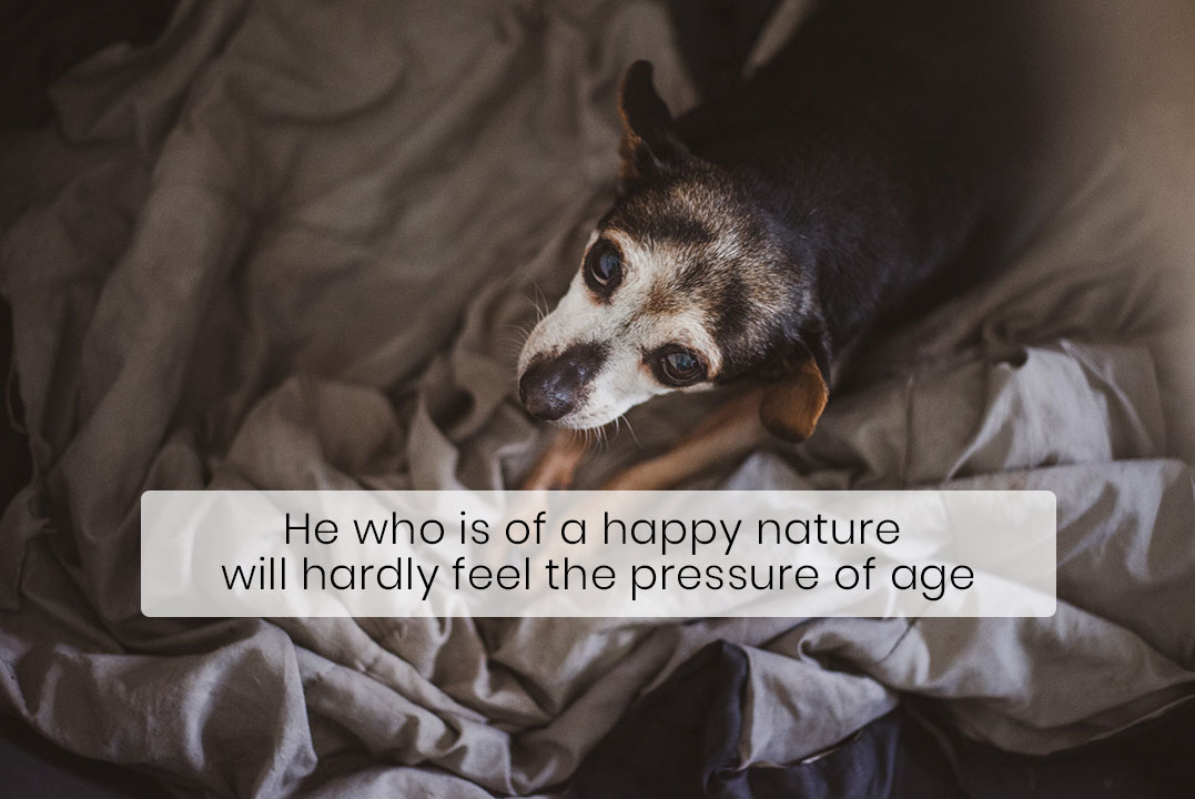 Your Senior Dog Needs More Protein, Not Less
