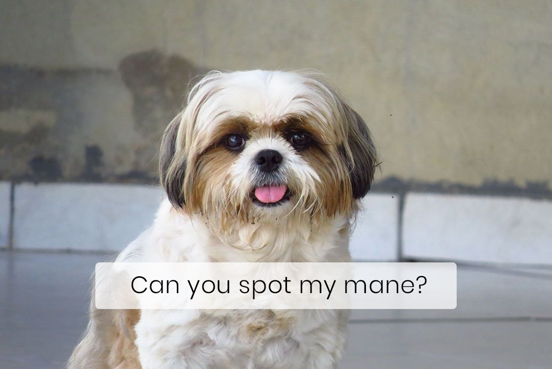 Shih Tzus Were First Bred To Resemble Lions