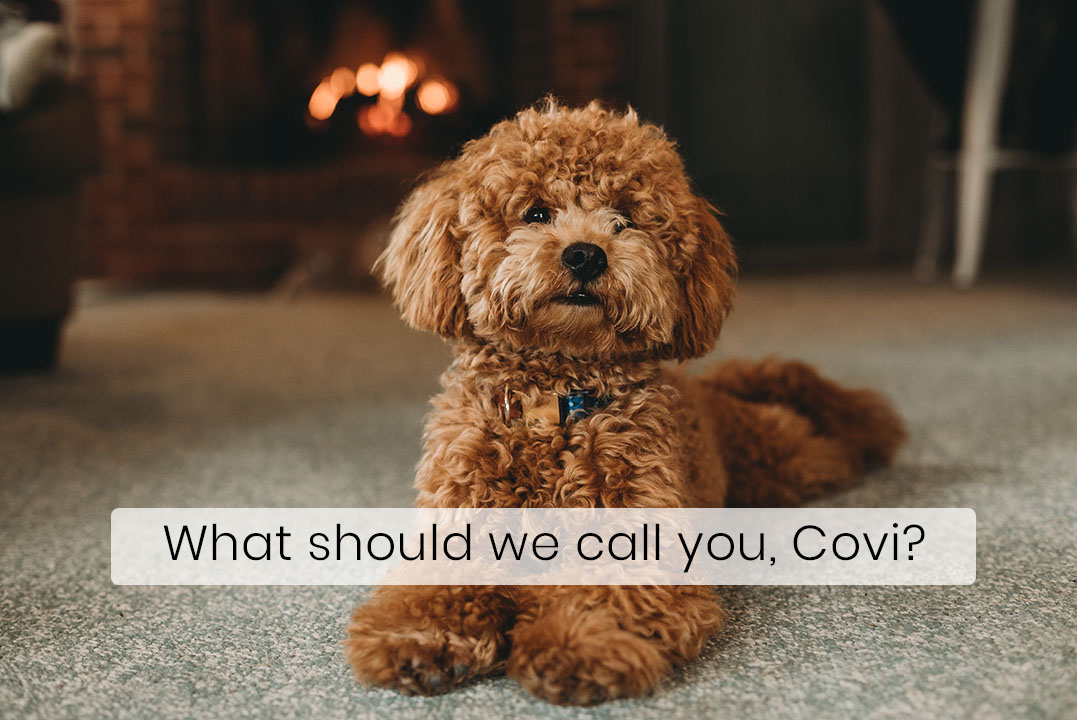 Corona Inspired Dog Names Becoming Popular