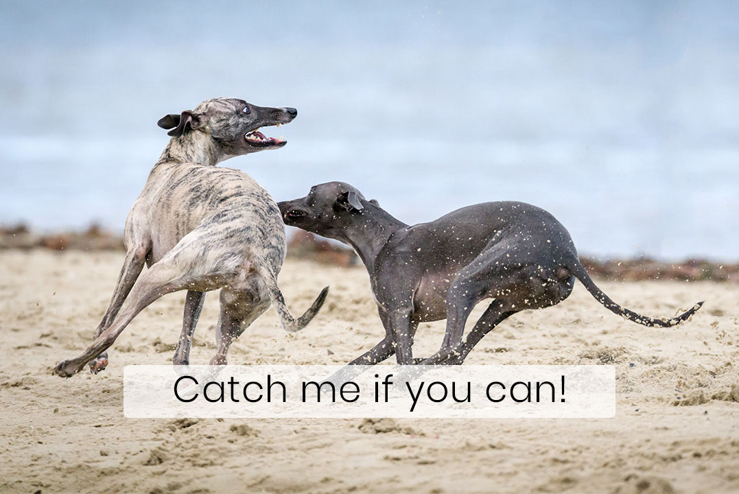 Greyhounds are the Fastest Dogs Known