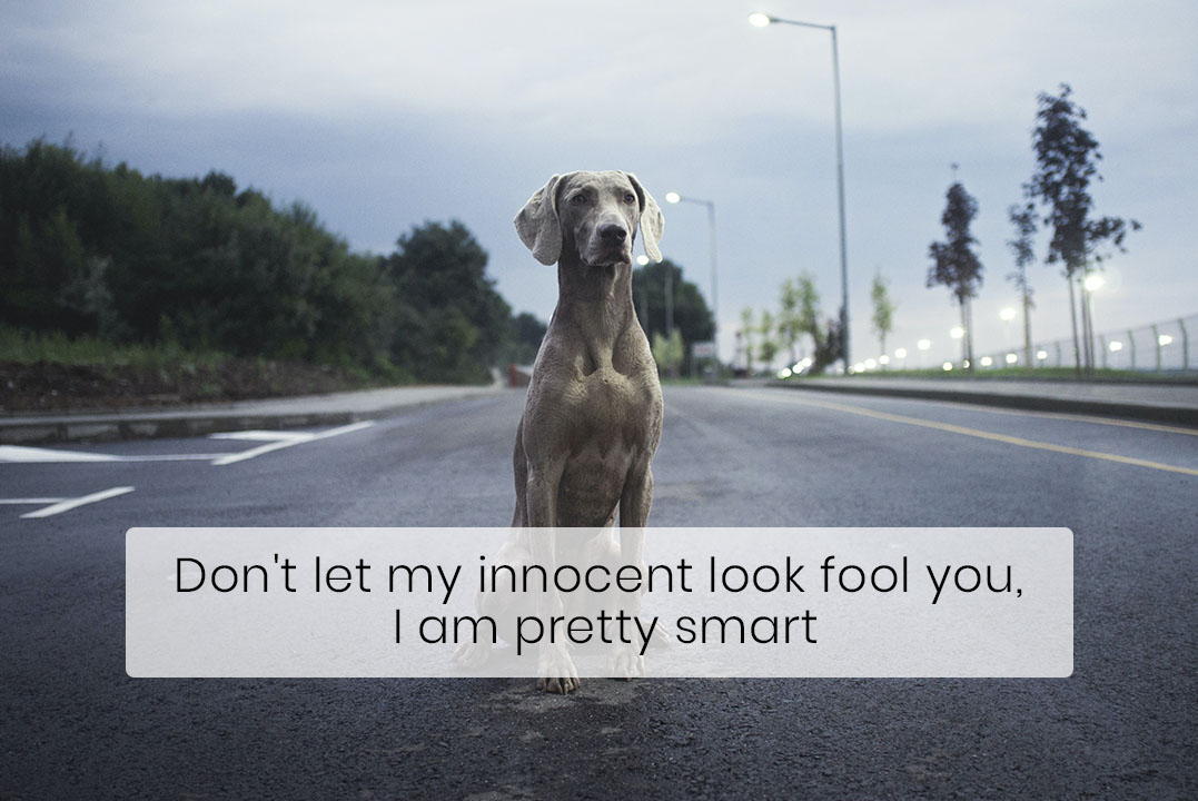 Weimaraner-The Dog with the Human Brain