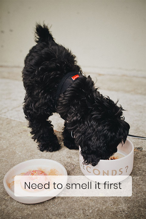 Food Smell Is More Important To Your Dog than Taste