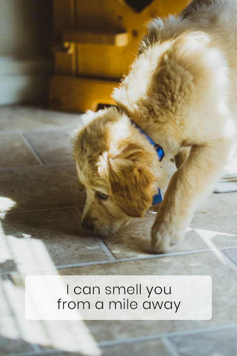 Your Canine’s Sense of Smell Is Impressive