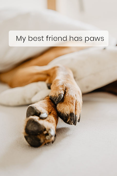 Dogs Only Sweat Through Their Paws