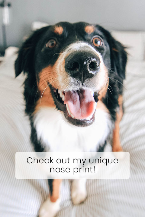 No Two Dog Noses Are the Same