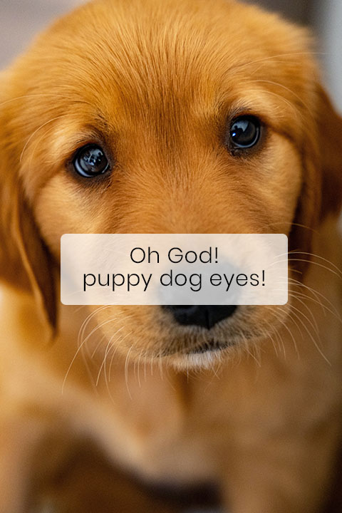 Your Dog’s Puppy Face Is No Coincidence