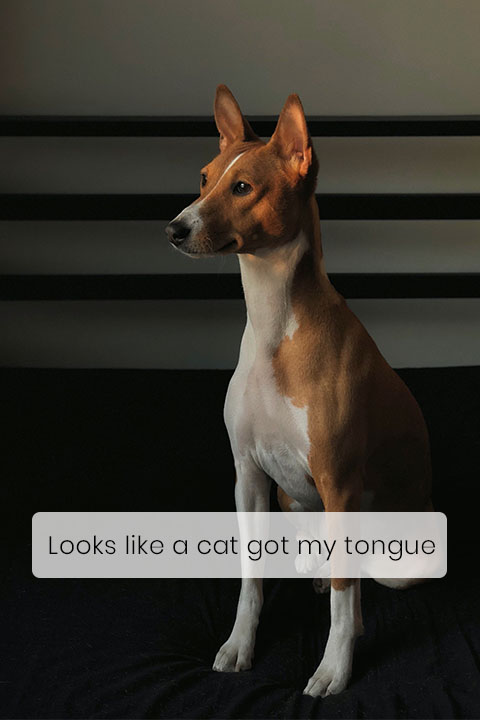 The Basenji Can’t Bark