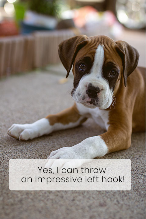 Boxers Got Their Name from Their Propensity to Box Using Their Front Paws