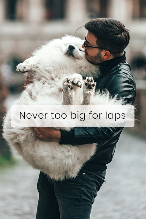 Why Big Dogs Think They Are Lap Dogs