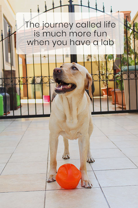 Labrador Retrievers Are the Most Popular Dog Breed in the US