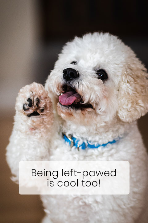 Your Dog Is either Right or Left-Pawed